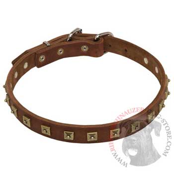 Riesenschnauzer Leather Collar For Walking And  Training in Style