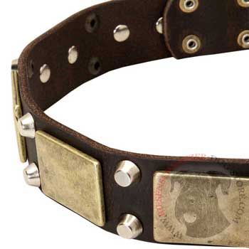 Leather Riesenschnauzer Collar with Nickel Studs