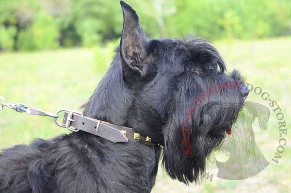 Studded leather Riesenschnauzer collar sophisticated canine equipment for walking