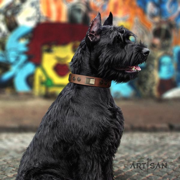 Riesenschnauzer everyday use genuine leather collar with embellishments for your doggie
