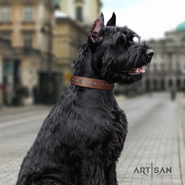 Riesenschnauzer everyday use natural leather collar with embellishments for your four-legged friend