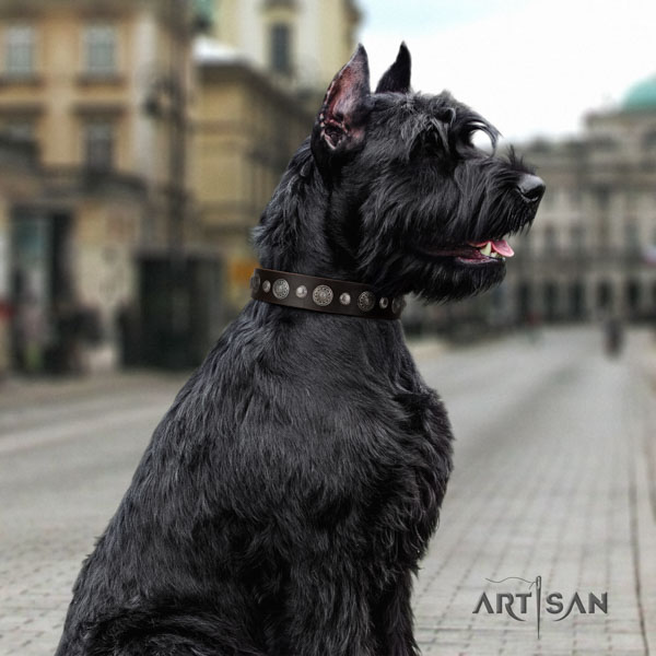 Riesenschnauzer stylish walking full grain natural leather collar with studs for your doggie