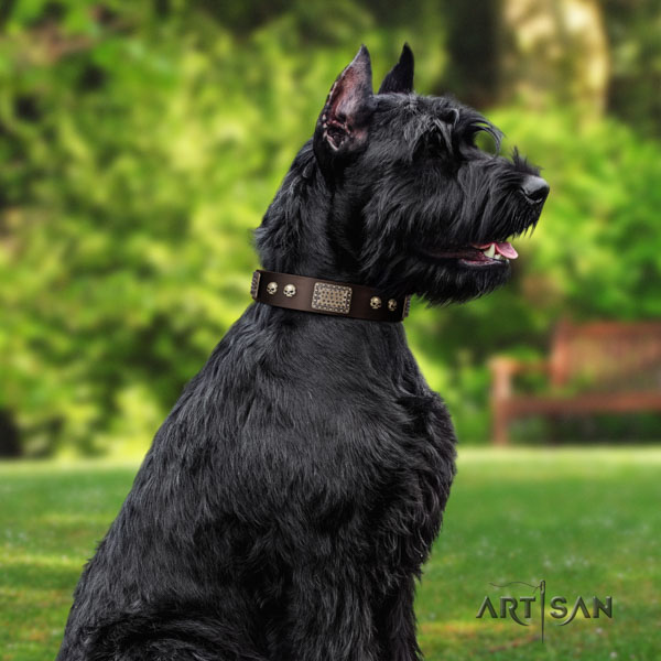 Riesenschnauzer everyday walking genuine leather collar with studs for your four-legged friend