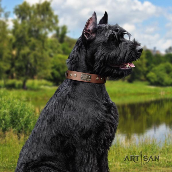 Riesenschnauzer fancy walking full grain natural leather collar with studs for your dog