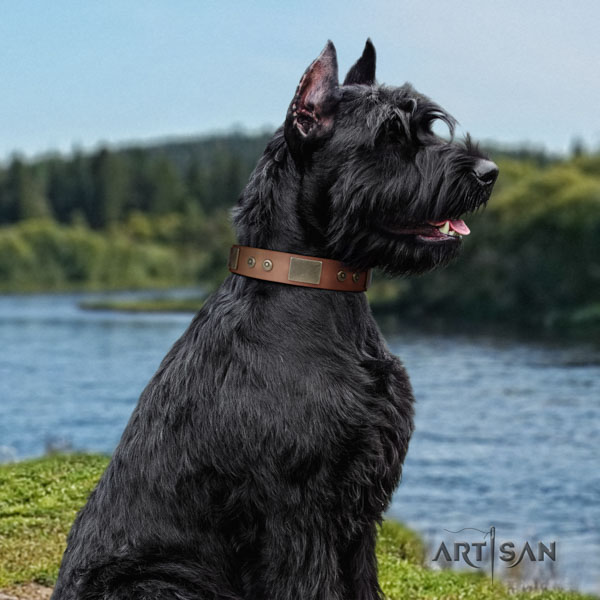Riesenschnauzer comfy wearing leather collar with studs for your pet