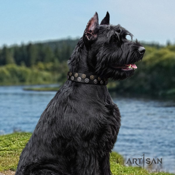 Riesenschnauzer daily use natural leather collar for your handsome canine
