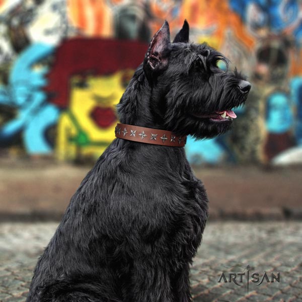 Riesenschnauzer comfy wearing full grain natural leather collar with studs for your four-legged friend