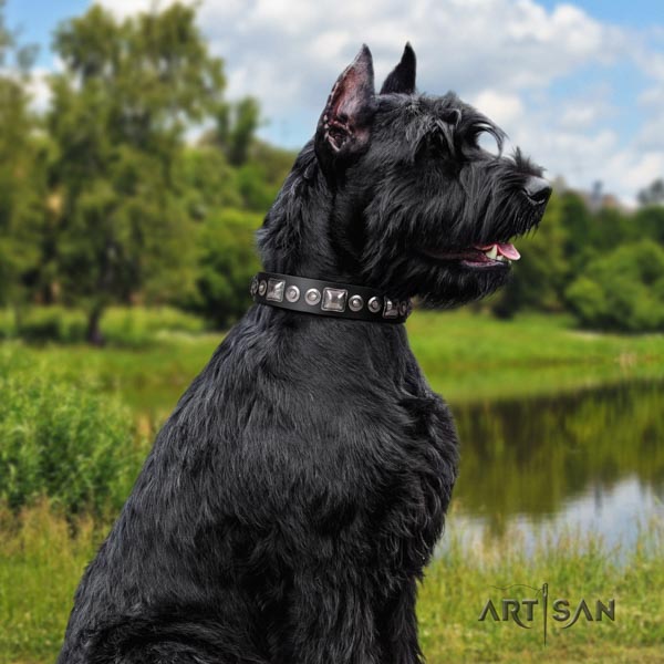 Riesenschnauzer daily walking full grain leather collar for your stylish canine