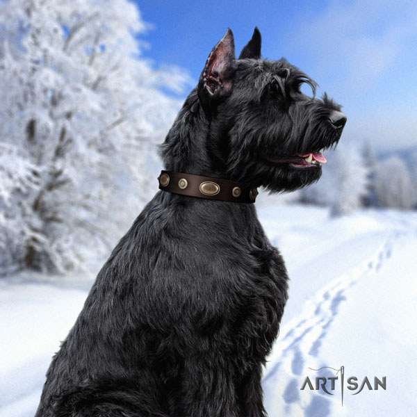 Riesenschnauzer daily use full grain natural leather collar with embellishments for your canine
