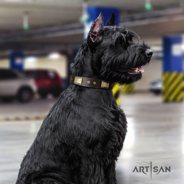 Riesenschnauzer daily walking full grain genuine leather collar with embellishments for your canine
