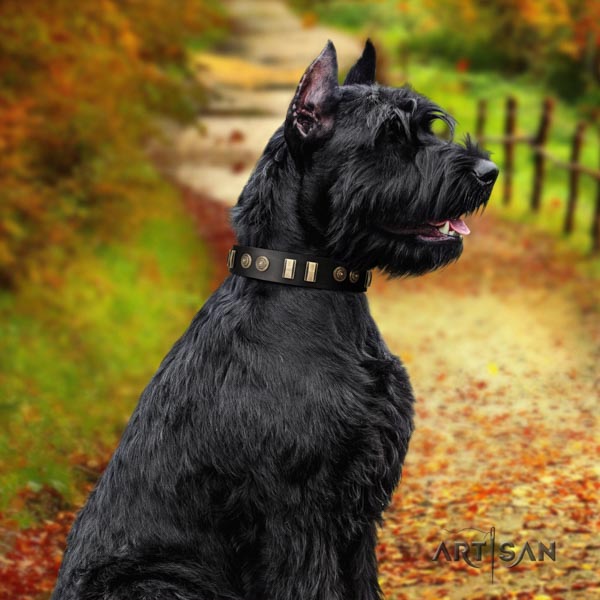 Riesenschnauzer walking natural leather collar with adornments for your canine