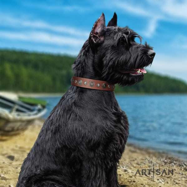 Riesenschnauzer comfortable wearing natural leather collar with studs for your dog