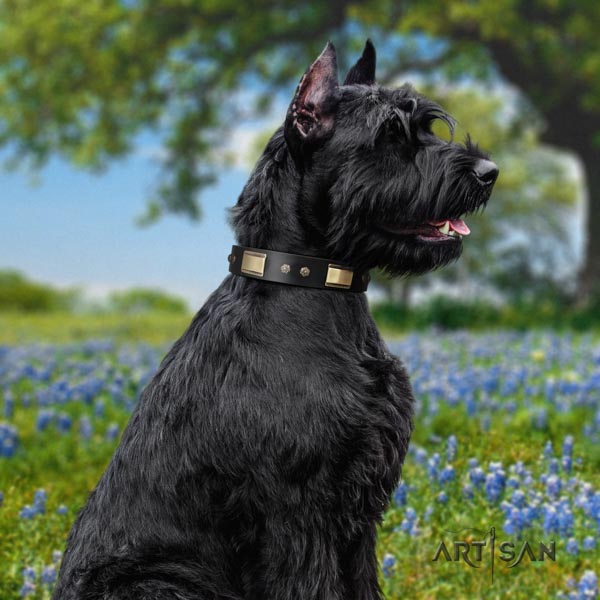 Riesenschnauzer comfy wearing leather collar with decorations for your doggie