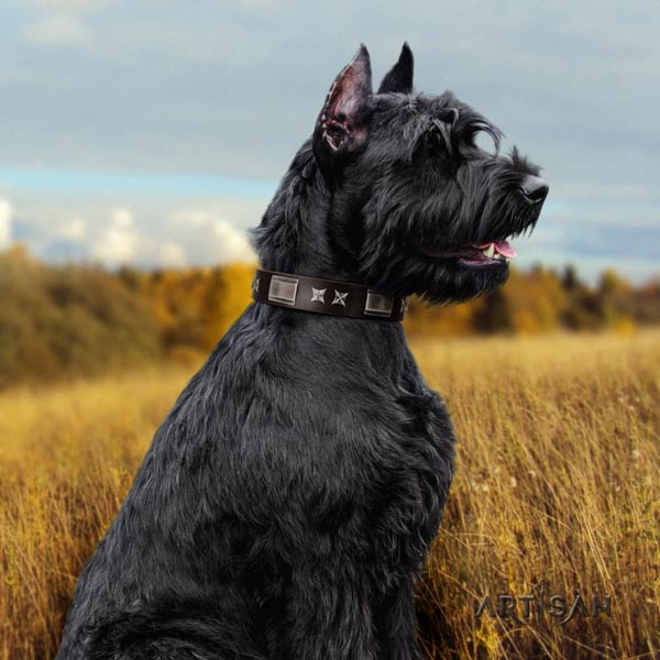 Riesenschnauzer comfortable wearing genuine leather collar with adornments for your doggie