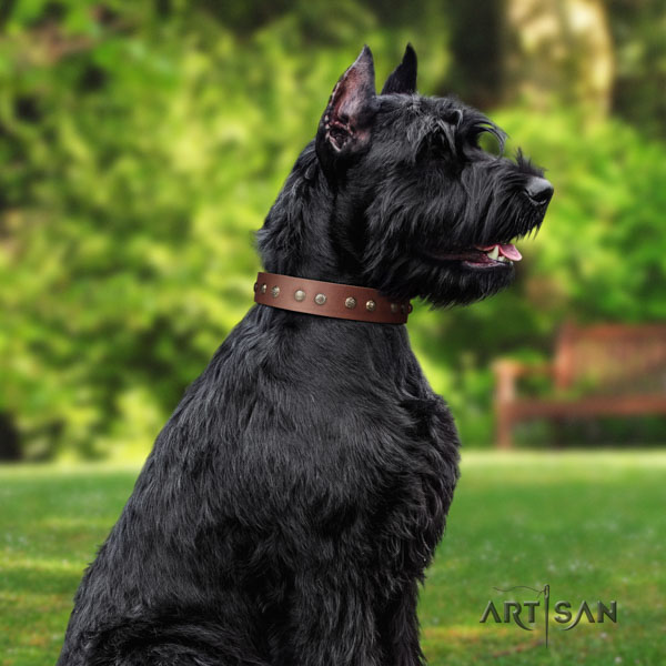 Riesenschnauzer comfy wearing full grain leather collar with embellishments for your doggie