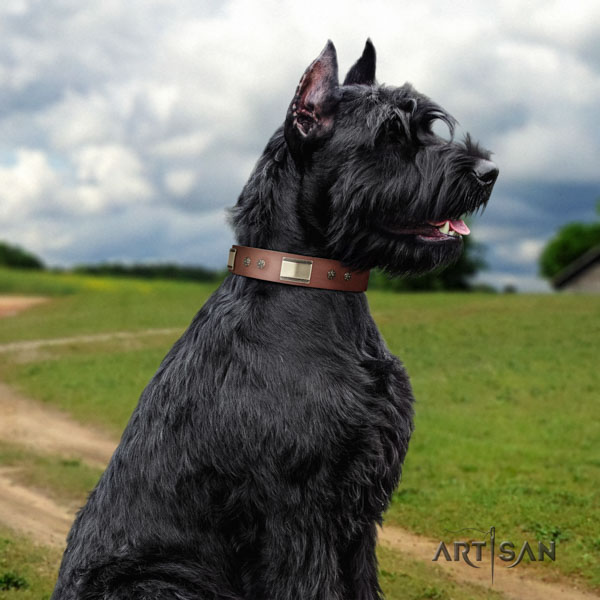 Riesenschnauzer daily walking genuine leather collar with embellishments for your pet