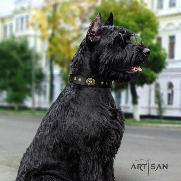 Riesenschnauzer comfortable wearing full grain natural leather collar with adornments for your canine