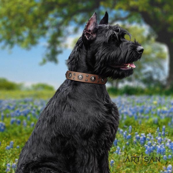Riesenschnauzer walking full grain natural leather collar for your stylish canine