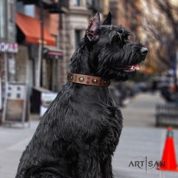 Riesenschnauzer comfortable wearing full grain genuine leather collar for your beautiful doggie