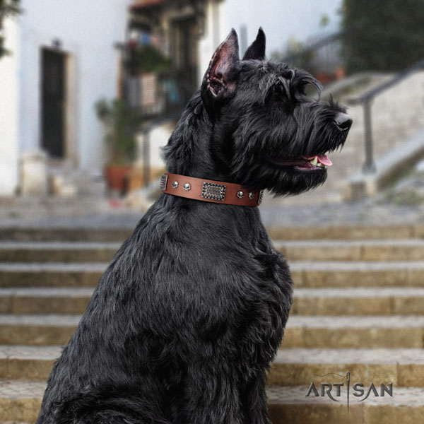 Riesenschnauzer comfortable wearing natural leather collar with studs for your pet