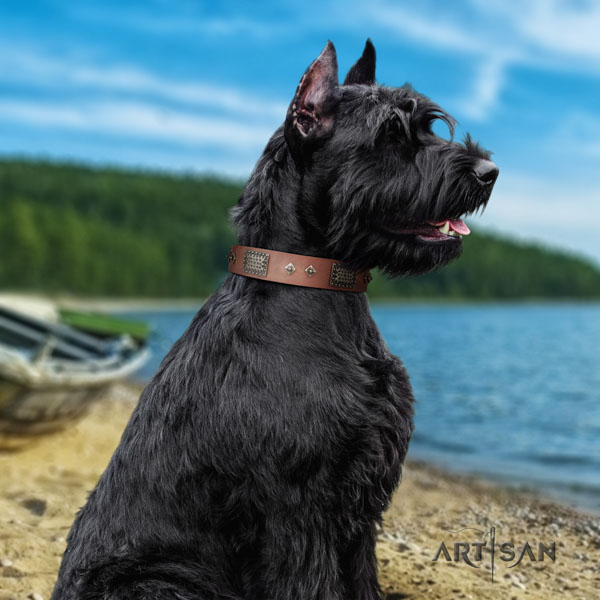Riesenschnauzer everyday use full grain leather collar with adornments for your canine