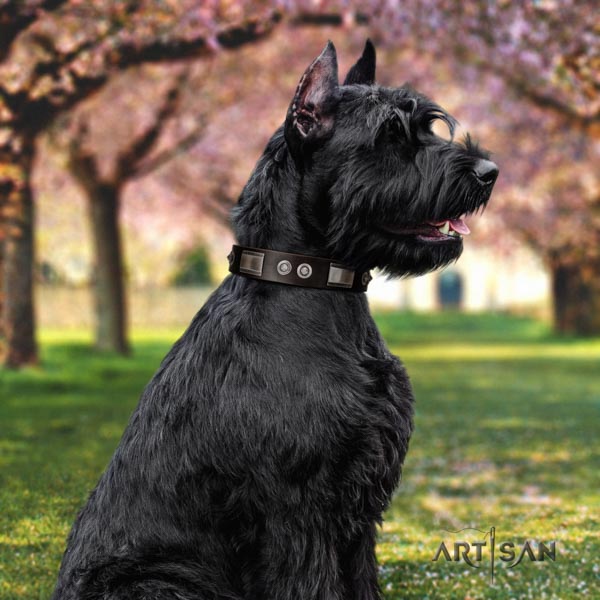 Riesenschnauzer comfy wearing natural leather collar with embellishments for your four-legged friend