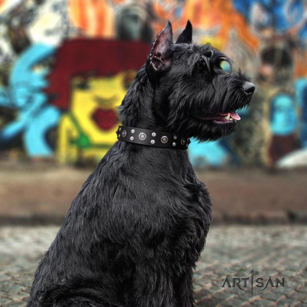 Riesenschnauzer daily use full grain leather collar with embellishments for your four-legged friend