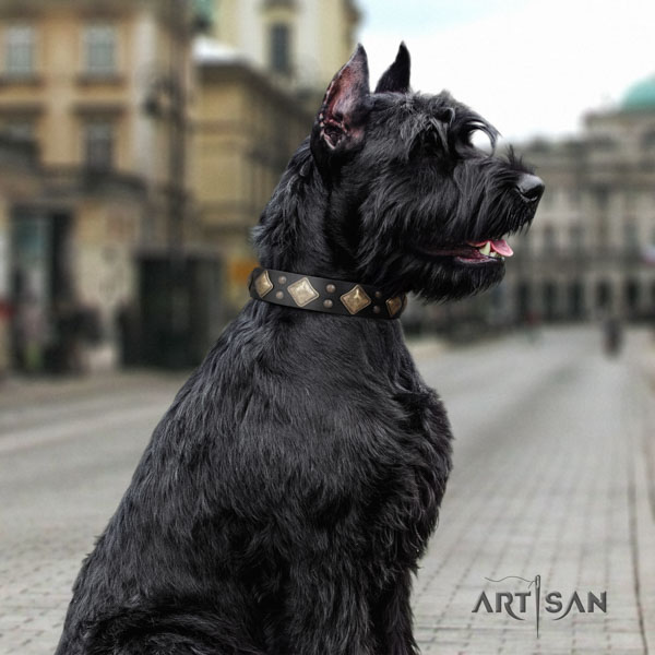 Riesenschnauzer comfortable wearing natural leather collar with embellishments for your doggie