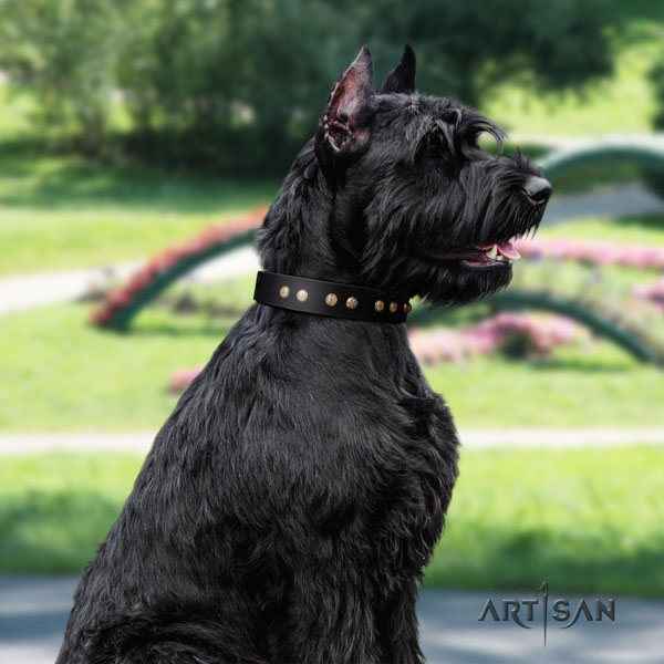 Riesenschnauzer everyday walking leather collar with adornments for your pet