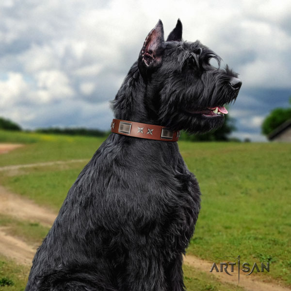 Riesenschnauzer everyday use leather collar with adornments for your doggie