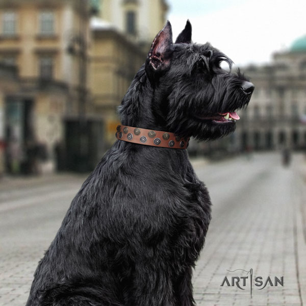 Riesenschnauzer comfortable wearing leather collar for your beautiful pet