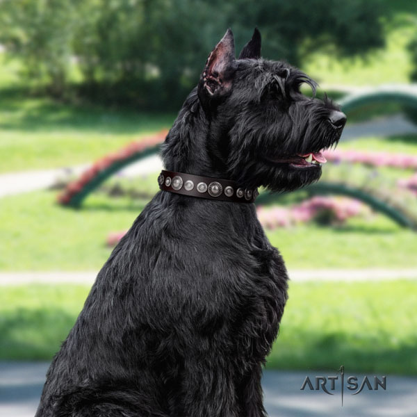 Riesenschnauzer everyday use natural leather collar for your impressive four-legged friend