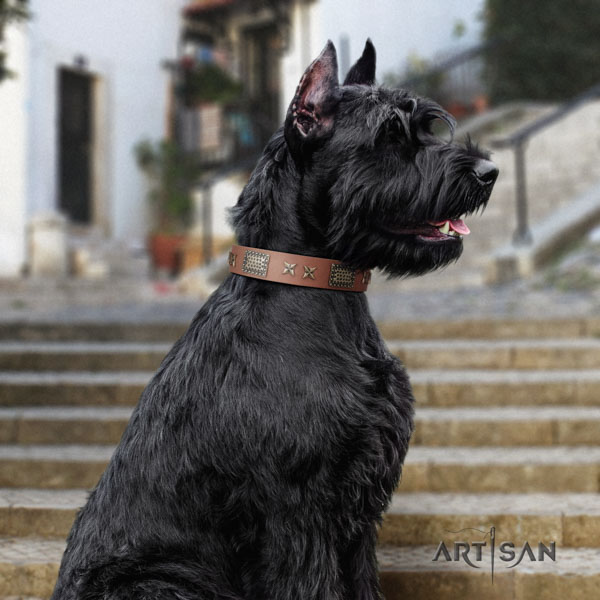 Riesenschnauzer daily use full grain genuine leather collar with embellishments for your four-legged friend