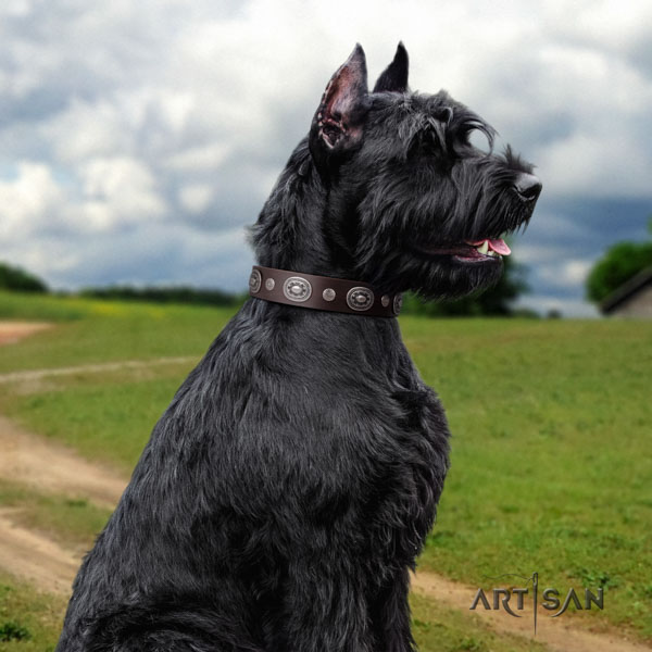 Riesenschnauzer comfy wearing full grain natural leather collar for your stylish pet