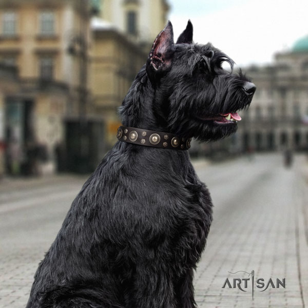 Riesenschnauzer comfortable wearing natural leather collar for your lovely dog