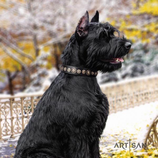 Riesenschnauzer comfy wearing full grain genuine leather collar for your stylish pet