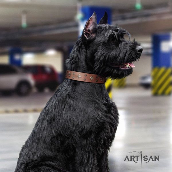 Riesenschnauzer walking natural leather collar for your lovely four-legged friend
