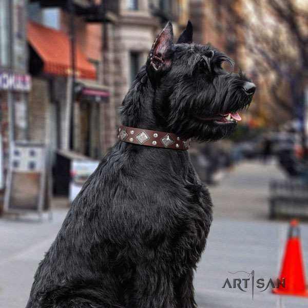 Riesenschnauzer comfy wearing genuine leather collar with adornments for your canine