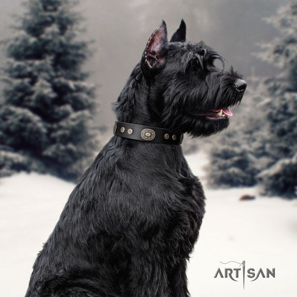 Riesenschnauzer comfortable wearing full grain leather collar for your impressive canine