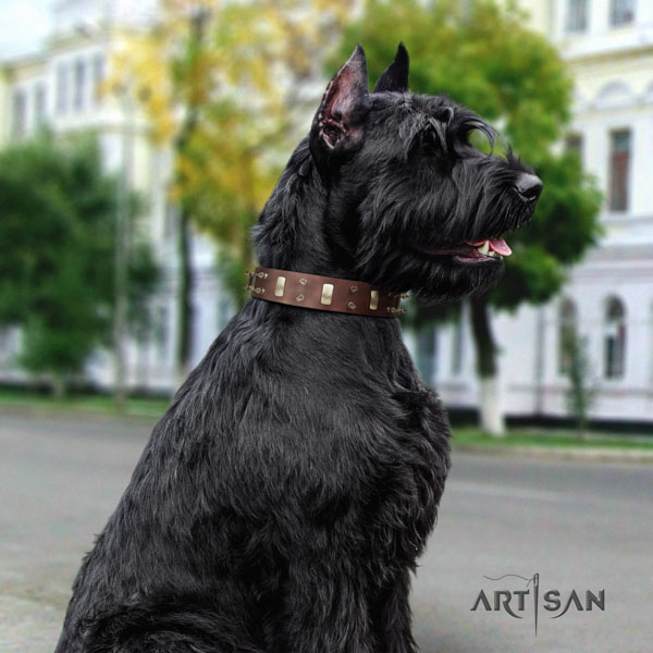 Riesenschnauzer comfortable wearing full grain genuine leather collar for your lovely four-legged friend