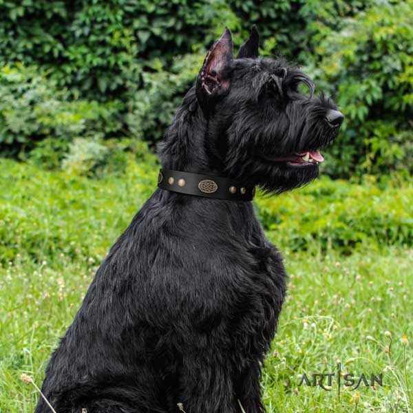 Riesenschnauzer everyday walking full grain leather collar with embellishments for your pet