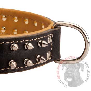 Padded Leather Riesenschnauzer Collar Spiked Adjustable for Training