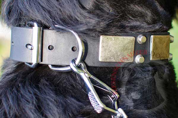 Silver-like Buckle and D-ring Stitched to Leather Riesenschnauzer Collar