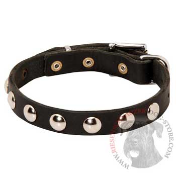 Leather Riesenschnauzer Collar Studded for Puppies