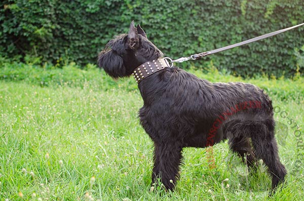 2 2/5 inch wide leather collar with 4 rows of pyramids for Riesenschnauzer
