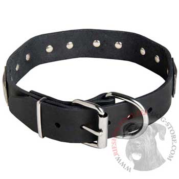 Leather Riesenschnauzer Collar with Steel Nickel Plated Buckle and D-ring