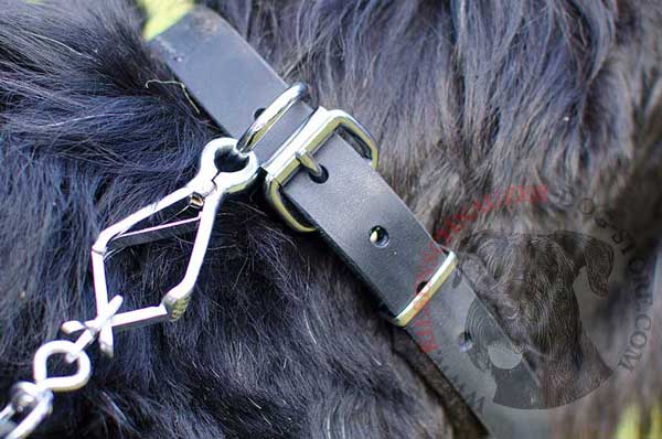 Steel nickel plated D-ring designed for leash and tags
