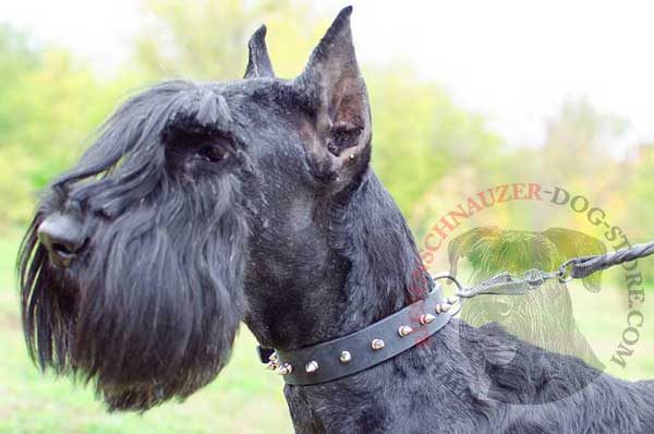 Spiked dog collar leather for Riesenschnauzer walking
