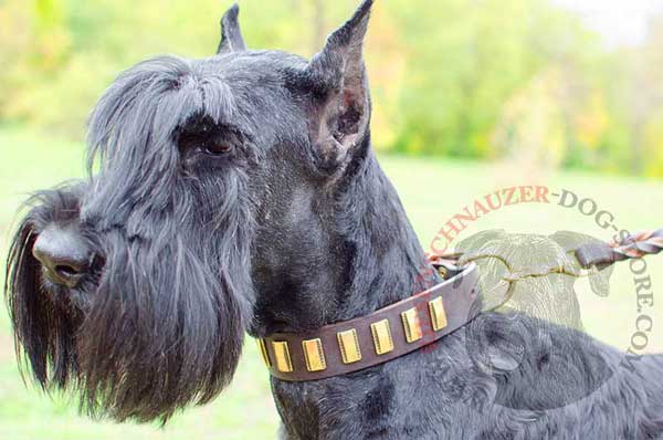 Leather dog collar adorned with brass vertical plates for Riesenschnauzer