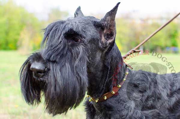 Leather Riesenschnauzer collar exclusive supply for dog walking in style